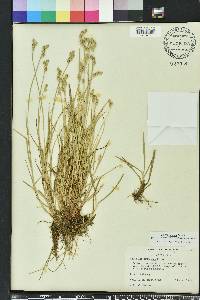 Carex longii image