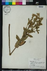 Pluchea baccharis image