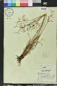 Fimbristylis dichotoma image