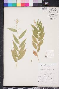 Lasiacis ruscifolia image