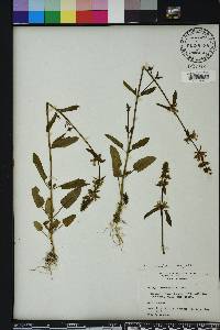 Stachys floridana image