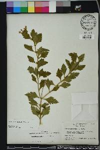 Glandularia canadensis image