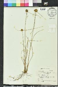 Cyperus filiculmis image