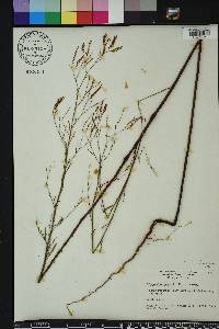 Polygonella gracilis image