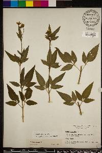 Bidens alba image