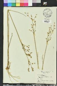 Juncus scirpoides image