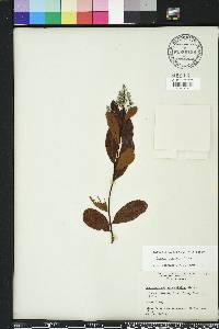 Geobalanus oblongifolius image