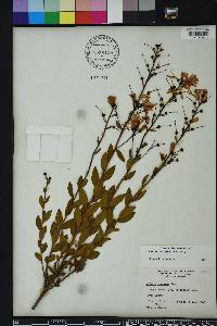 Bejaria racemosa image