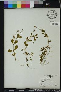 Phyla nodiflora image