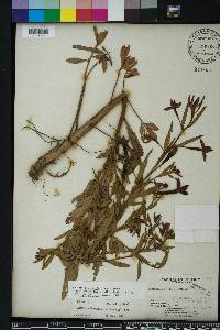 Ludwigia octovalvis image