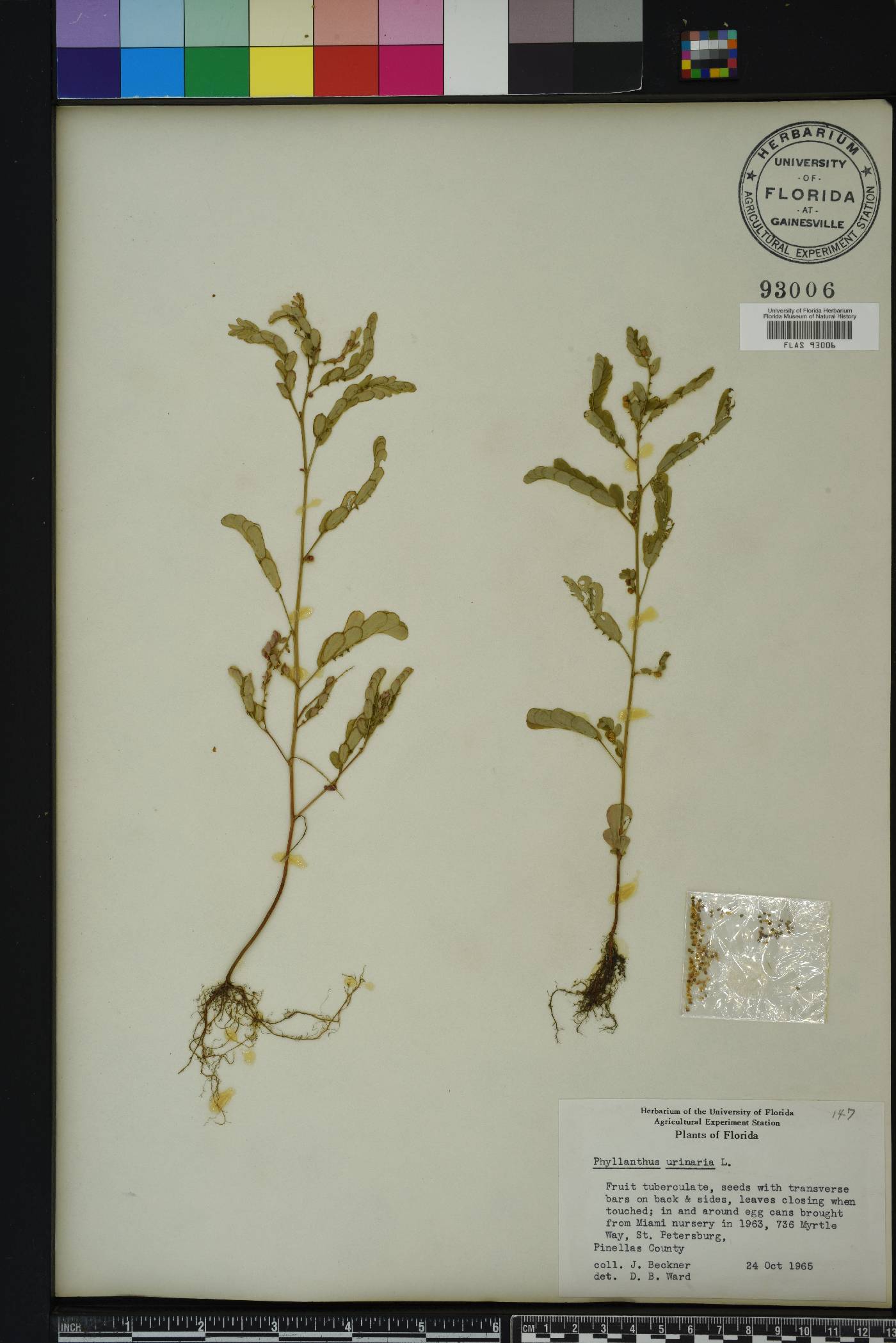 Emblica urinaria image
