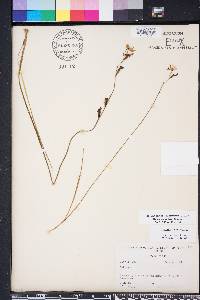 Calopogon pallidus image