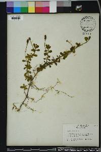 Phyla nodiflora image