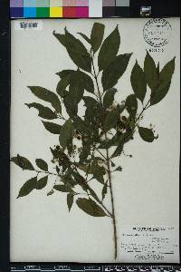 Chiococca alba image