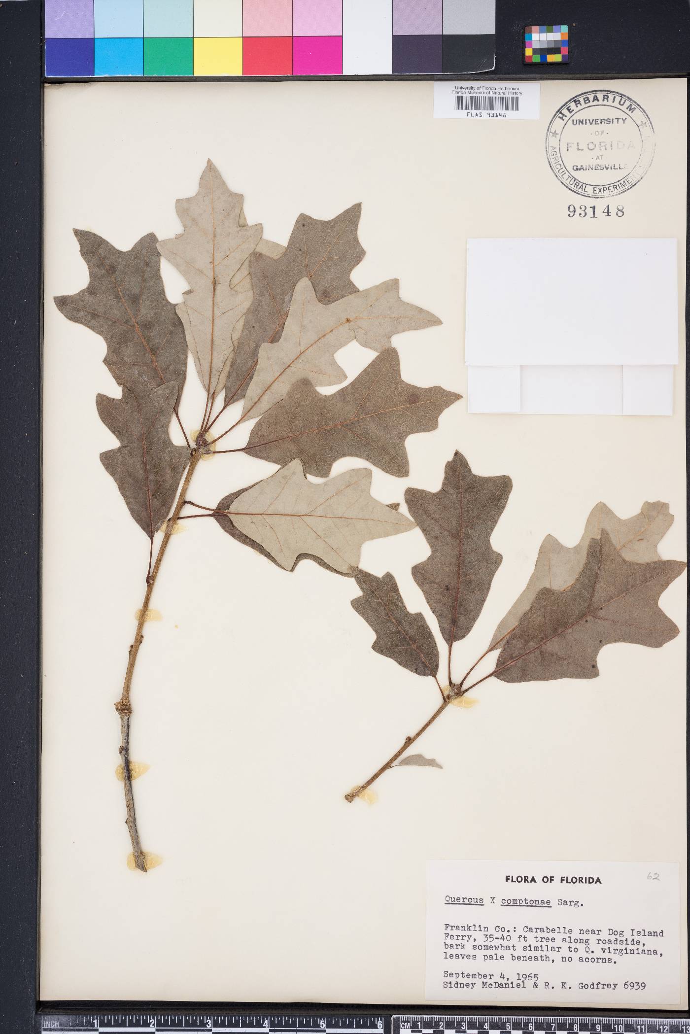 Quercus x comptoniae image