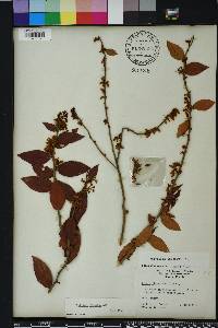 Vaccinium fuscatum image