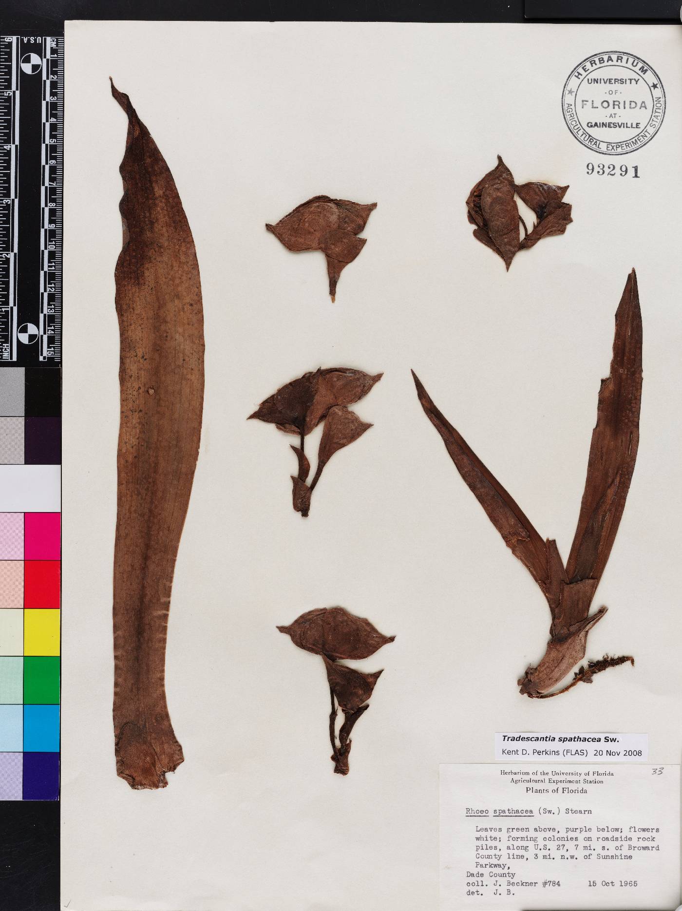 Tradescantia spathacea image