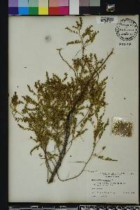 Phyllanthus abnormis image