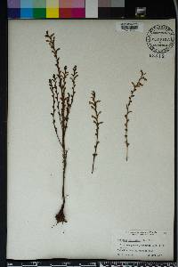 Epifagus virginiana image