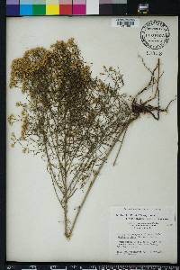 Euthamia caroliniana image