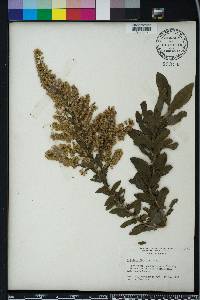 Solidago fistulosa image