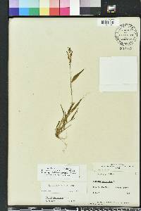 Urochloa ramosa image