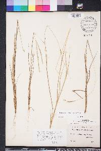 Digitaria villosa image