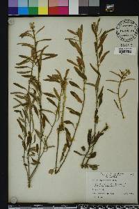Croton argyranthemus image