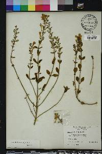 Scutellaria arenicola image