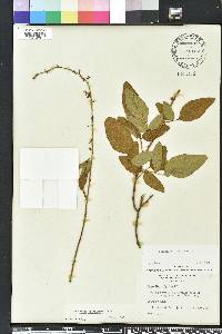 Desmodium floridanum image