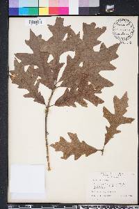 Quercus lyrata image