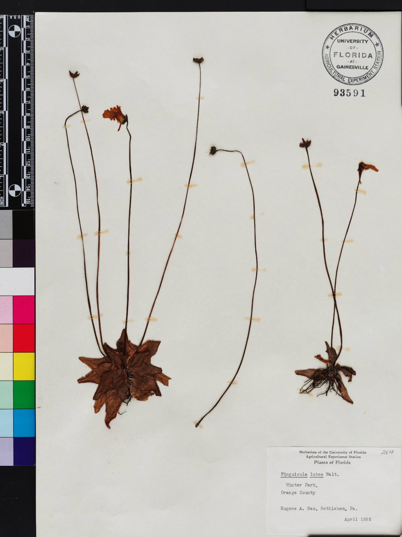 Pinguicula lutea image