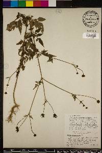 Bidens cynapiifolia image