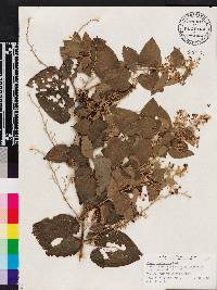 Poranopsis paniculata image