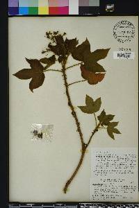 Jatropha gossypiifolia image