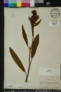 Rumex verticillatus image