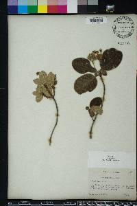 Guettarda scabra image