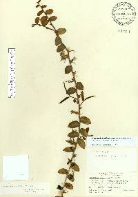 Marcgravia rectiflora image