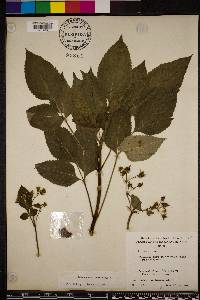 Bidens cynapiifolia image