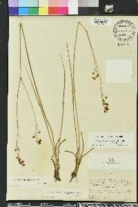 Schoenolirion albiflorum image