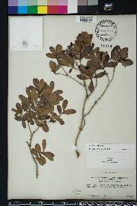 Eugenia foetida image