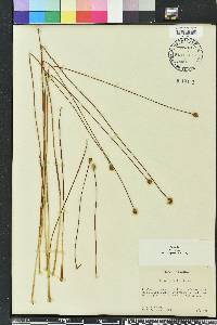 Xyris elliottii image