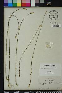 Polygala praetervisa image