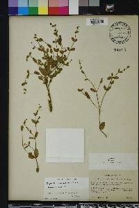 Euphorbia exserta image