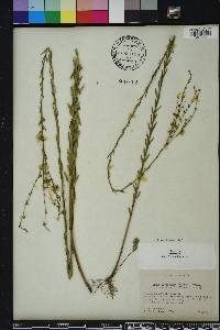 Linum floridanum image