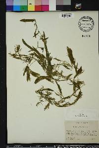 Ceratophyllum demersum image