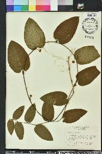 Smilax pumila image