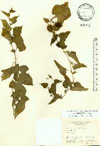 Aristolochia pentandra image