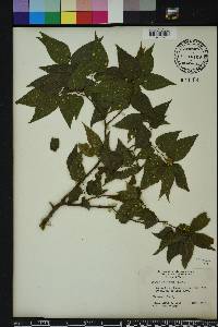 Celtis laevigata image