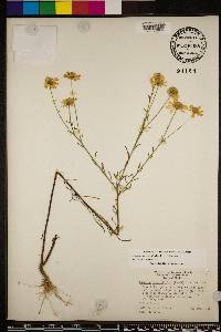 Balduina angustifolia image